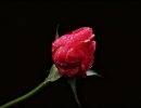 ǿ¼