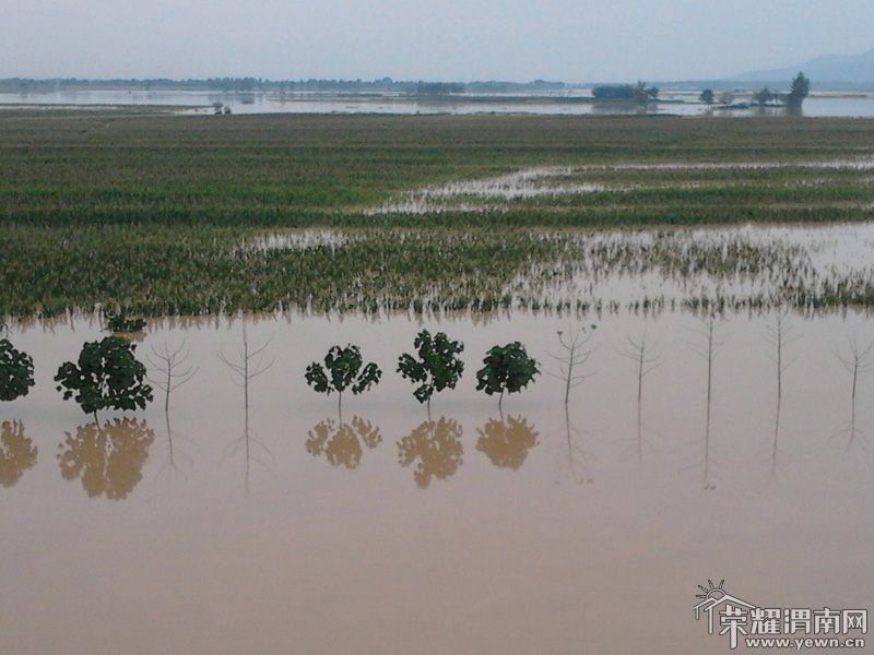 渭河涨水幅度极大,受灾肯定,粮食大幅涨价也必