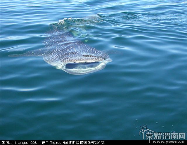 *惊现吃人怪兽!废话不说 直接上图