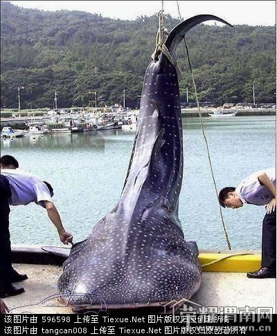 *惊现吃人怪兽!废话不说 直接上图