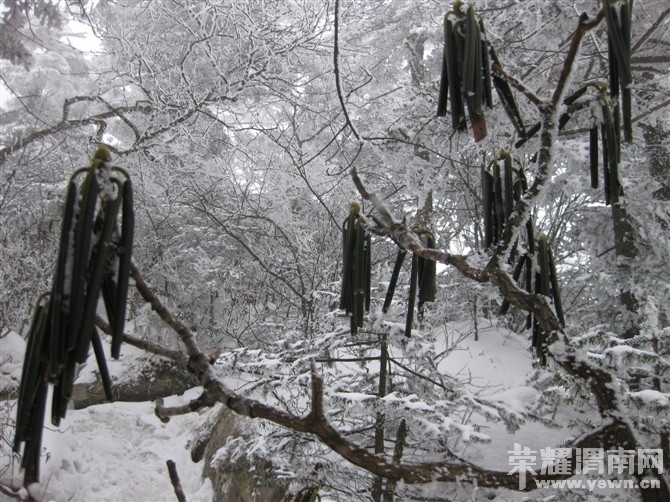 ��ɽ�ž���