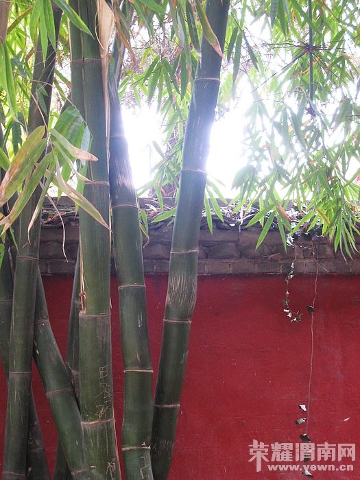 nEO_IMG_��Ƭ 097.jpg