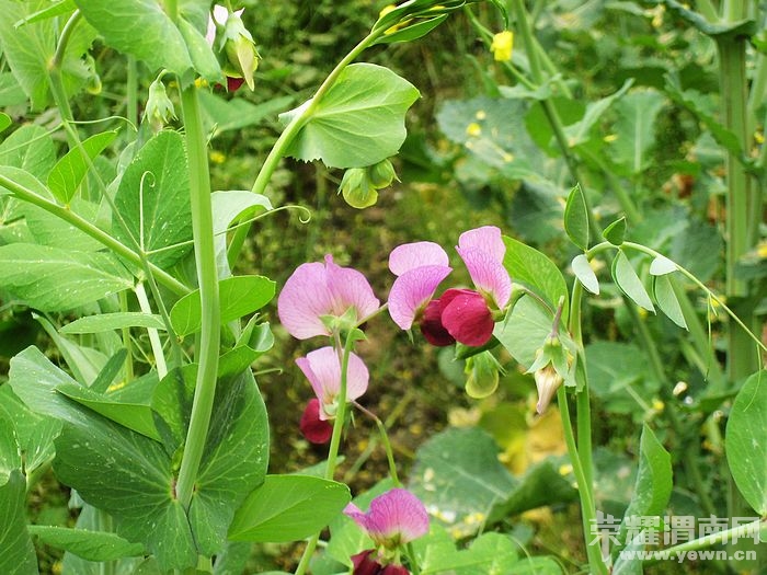 nEO_IMG_��Ƭ 459.jpg