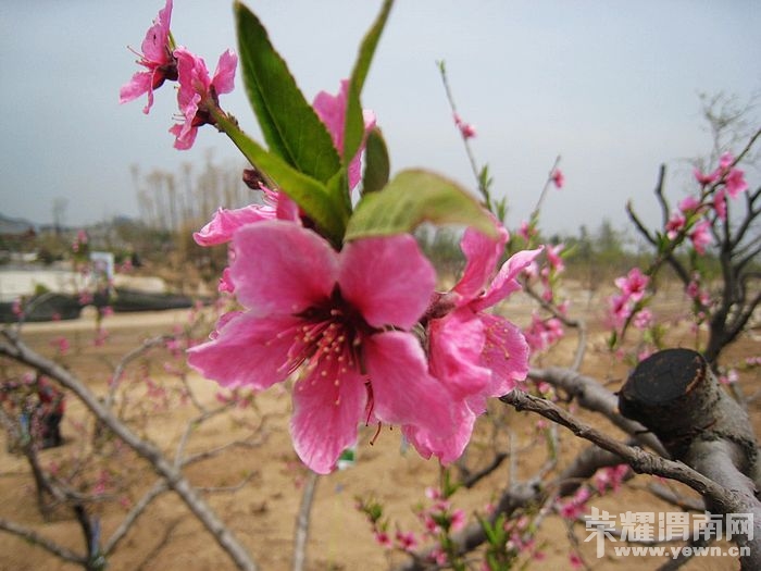 nEO_IMG_��Ƭ 099.jpg