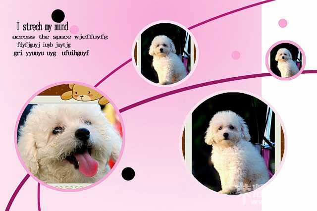 泰迪小<em>美女招聘老公</em>!不看后悔哦 ~ - 时尚生活 