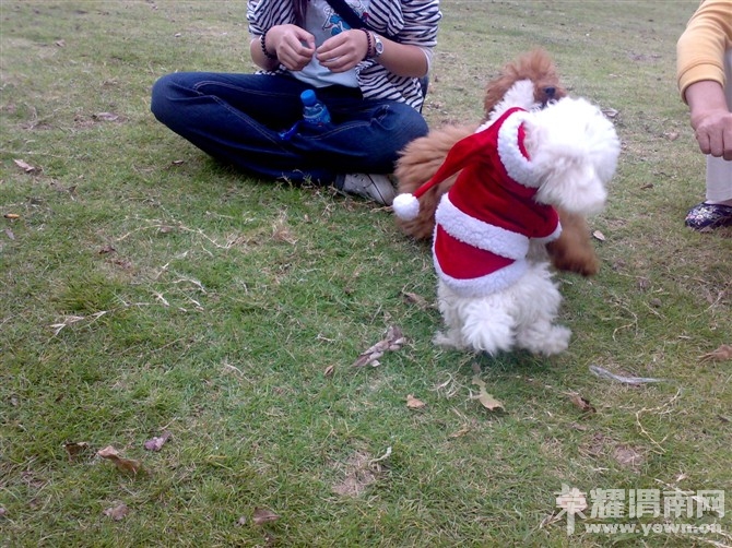 泰迪小<em>美女招聘老公</em>!不看后悔哦 ~ - 时尚生活 