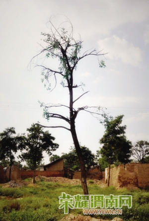 �����Ϲ��ŵ�ʱ������߹�����Ա���ļ���Ҷ