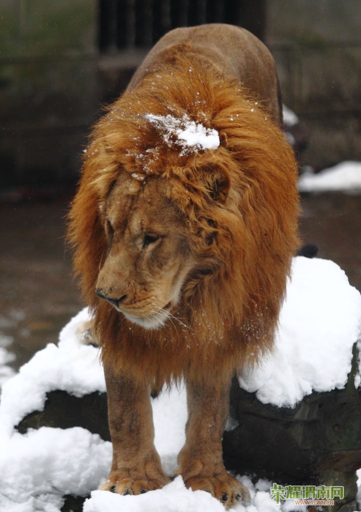 惭愧:大陆游客素质还要有多低 香港同胞群起声