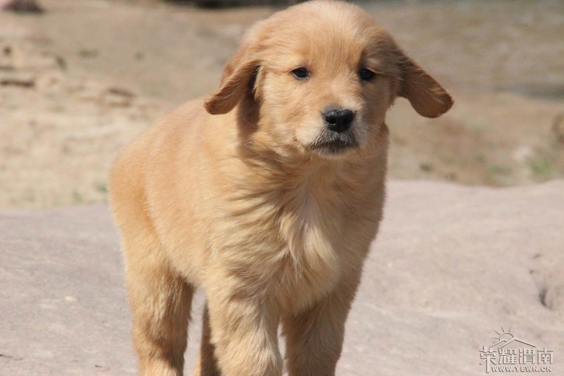 ������С IMG_2094.JPG