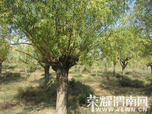 ��Ƭ 369_��С��С.jpg