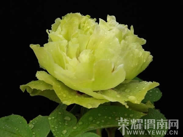 042940pj5m08ao6x8klv0a.jpg