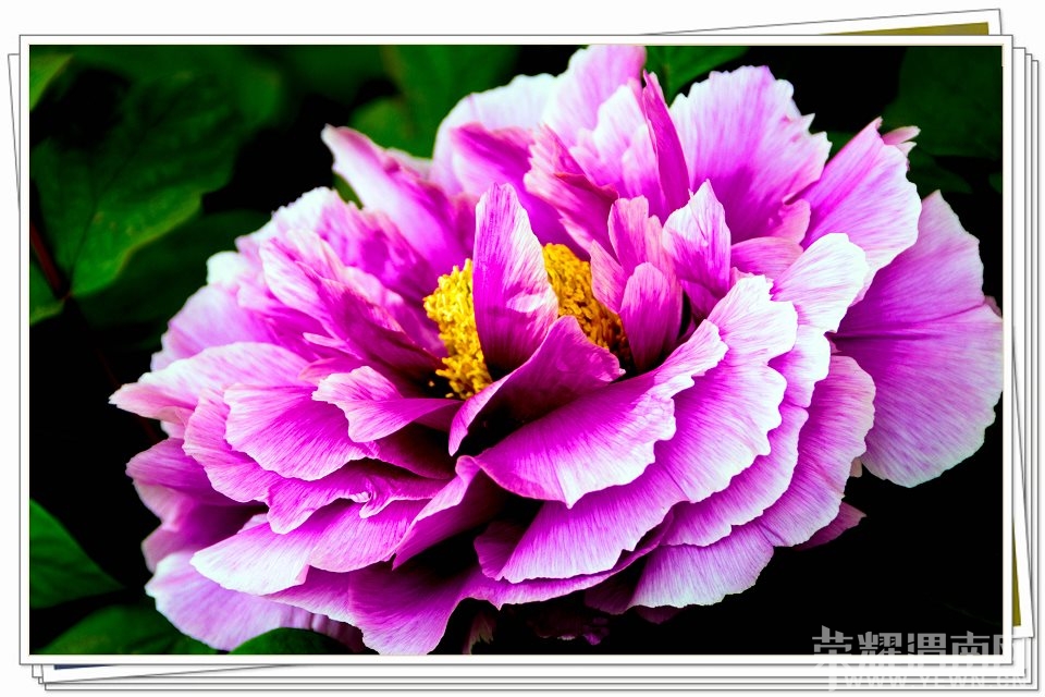 psb(11).jpg