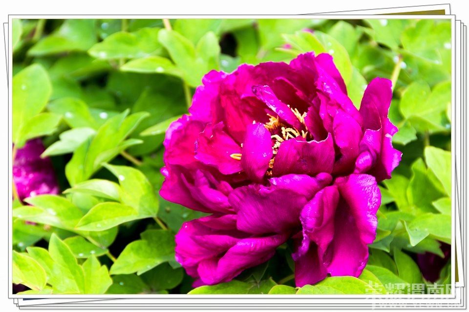 psb(18).jpg