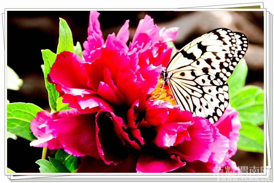 psb(28).jpg