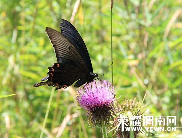 20110625040952314.jpg