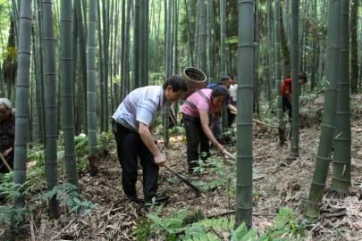 �������Է���ɽ��ҩΪ������Ǯ��