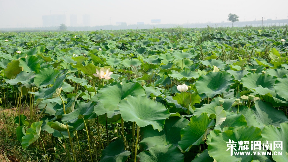 20140821 (98)_01.JPG