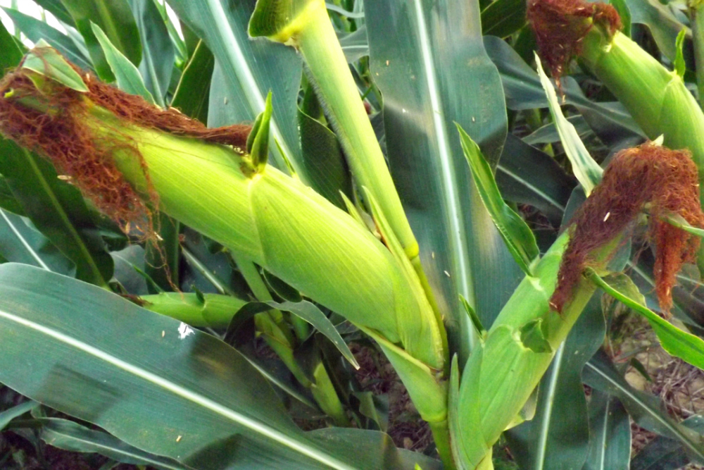 玉米胡须 - 摄影天地 - 荣耀渭南网 - WWW.YEW