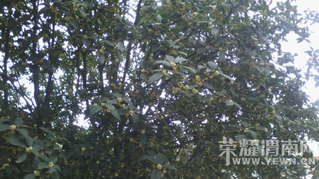 奇!九月风吹桂花香。老城惊现两颗桂花树,引来