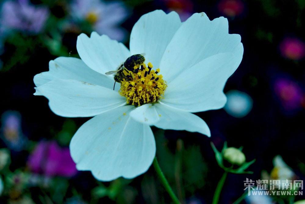 С�۷�����