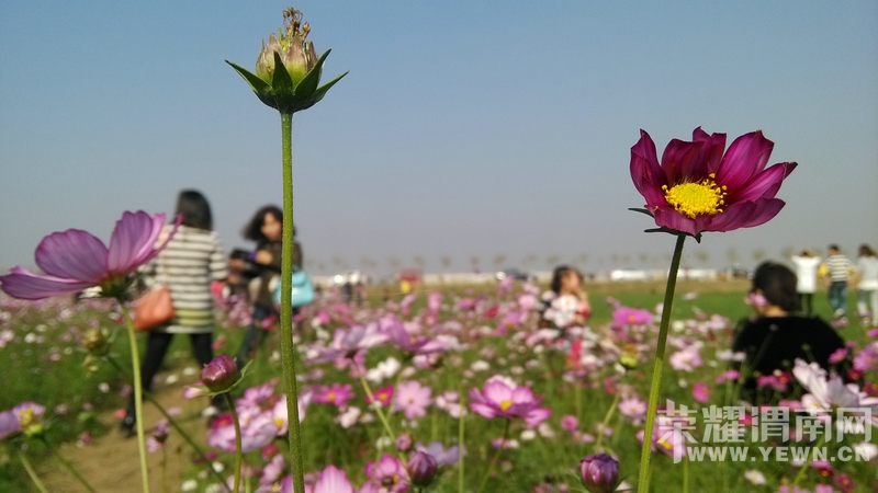 渭河滩美丽格桑花 - 图说渭南 荣耀渭南网