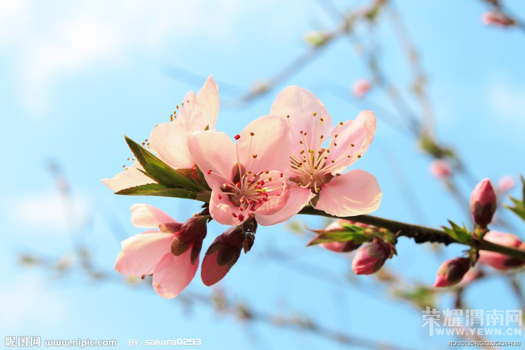 南【快乐同行户外】3月28日周六华县樱桃沟赏