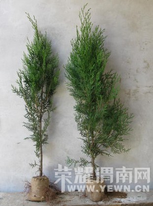 20100527154835281407.jpg