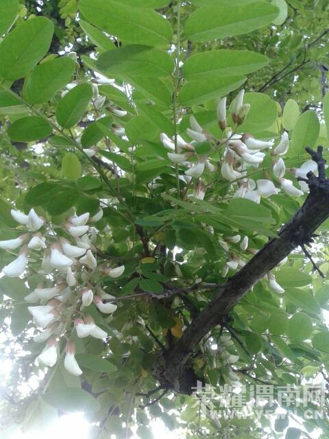 哭泣的槐花树…