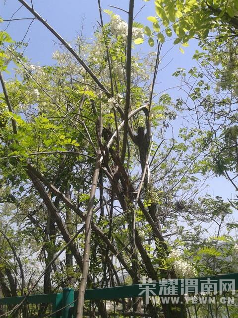 哭泣的槐花树… - 图说渭南 荣耀渭南网