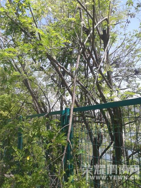 哭泣的槐花树…