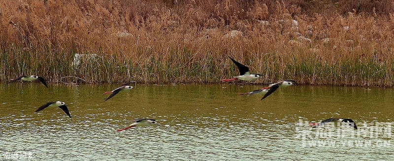 DSC_6296_o,.jpg