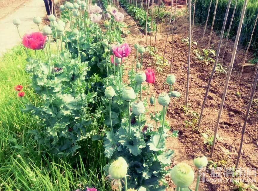 渭南一农户门前种葱籽儿 竟长出30多棵罂粟 -