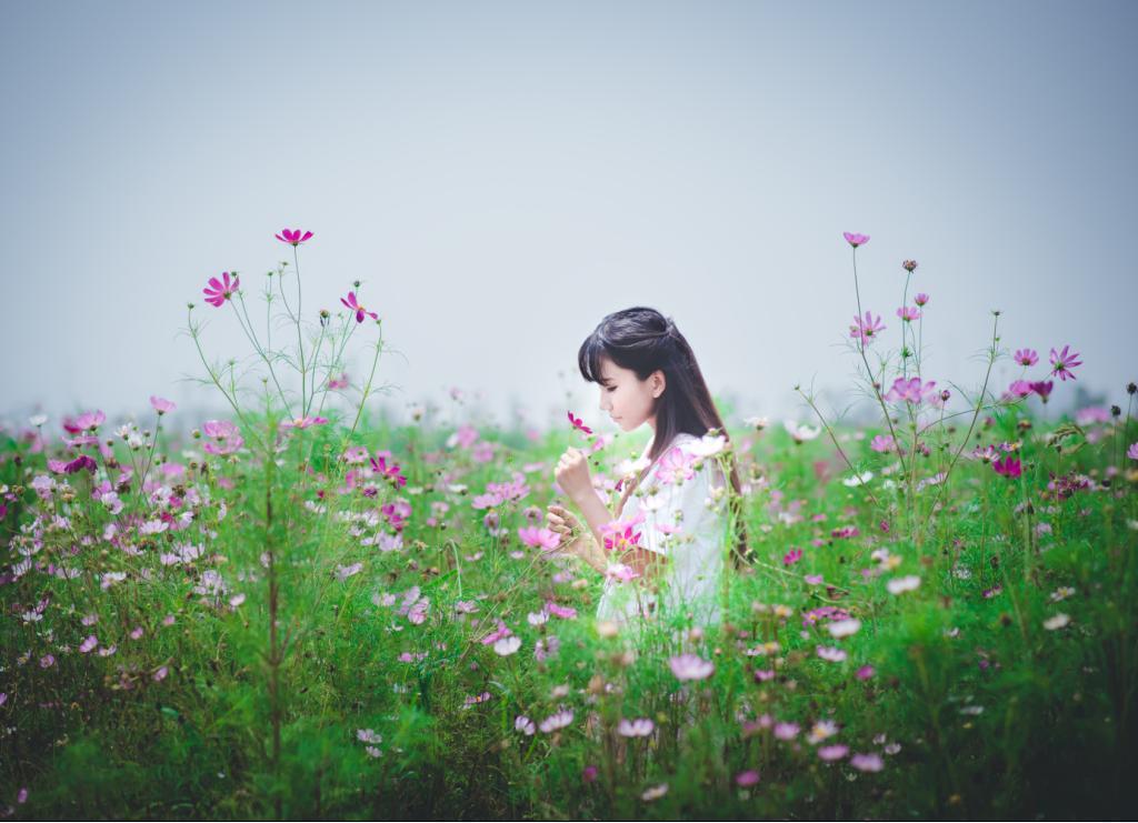 格桑花与少女