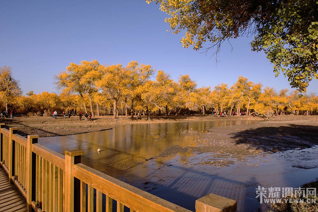 ��μ���߲ʻ��⡿����10�¶���������������������Ρ�599Ԫ/�ˡ��ؼۻ��