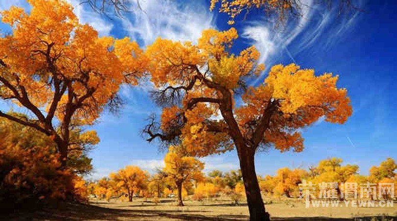 ��μ���߲ʻ��⡿����10�¶���������������������Ρ�599Ԫ/�ˡ��ؼۻ��