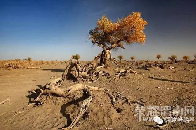 μ�ϡ�����ͬ�л��⡿���������5�죬6�졣7���μ۸���Ż�ʱ������ѡ���������㡣