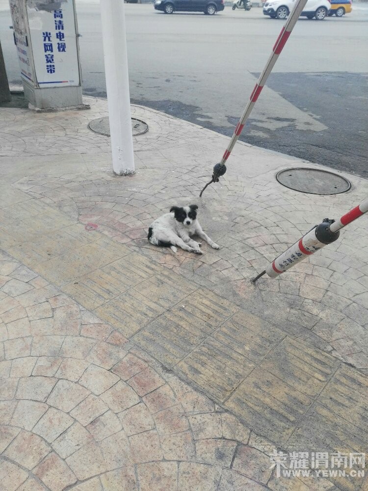 ����·��һ��·ʮ�֣�������������˭�ҵİ�Ȯ���ˣ�