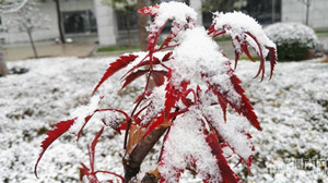 �����⡿2015���һ��ѩ��С��������������еģ��������Ŷ��