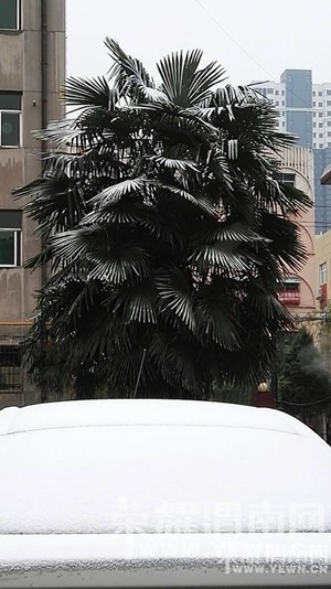 �����⡿2015���һ��ѩ��С��������������еģ��������Ŷ��