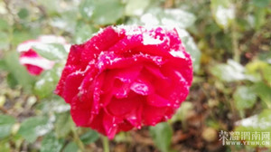 �����⡿2015���һ��ѩ��С��������������еģ��������Ŷ��