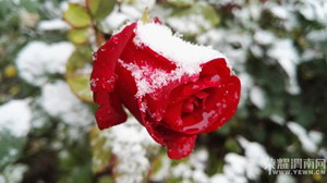 �����⡿2015���һ��ѩ��С��������������еģ��������Ŷ��