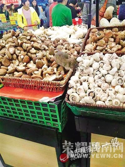 ����Ů���ڳ�����ѡĢ�� ����ץ��һֻ����(ͼ)