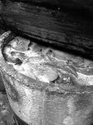 �������������� ��ţ��ŵ������γ���ù��(ͼ)