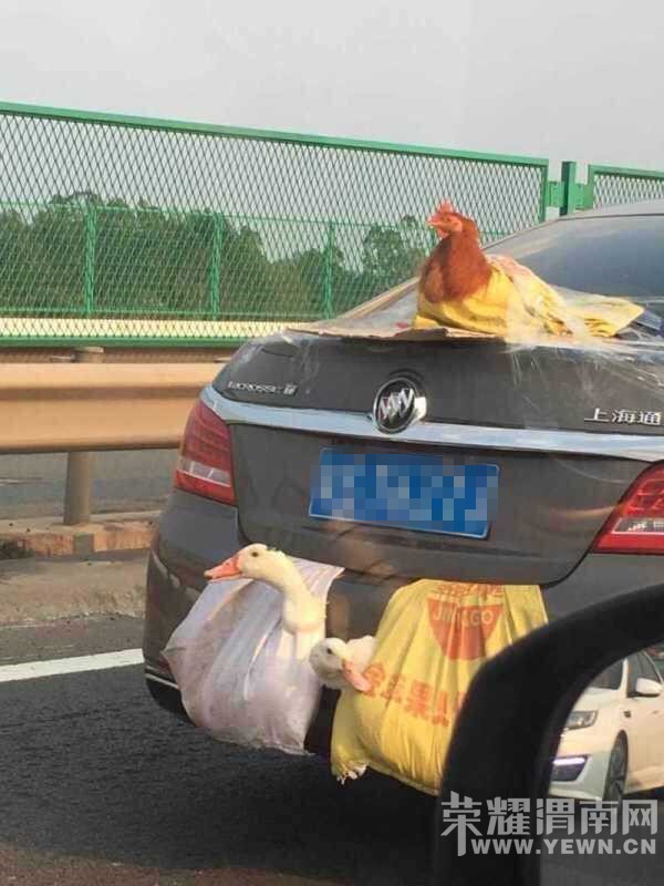 Ҫˣ÷˫Ѽ