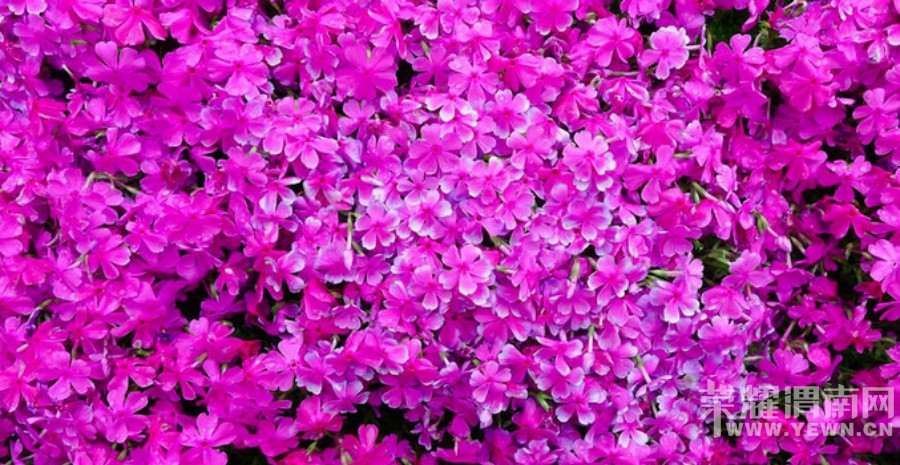 ������氮���𣿣���ɱһ����ʯ���鱦��