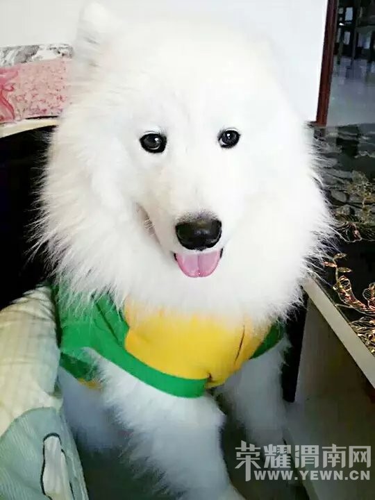 ����һƪ��ĦҮ���˵�Ѫ��ʷ