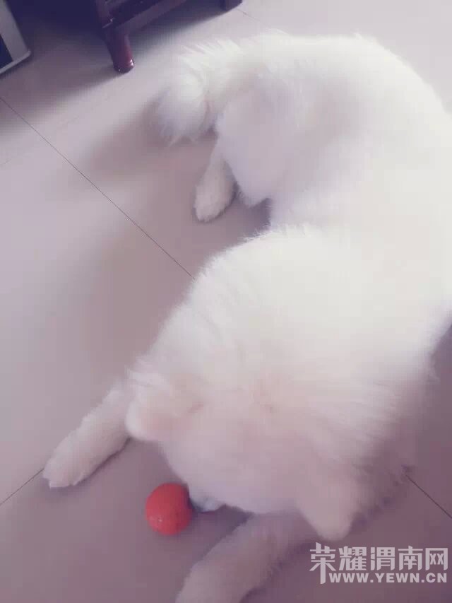 ����һƪ��ĦҮ���˵�Ѫ��ʷ