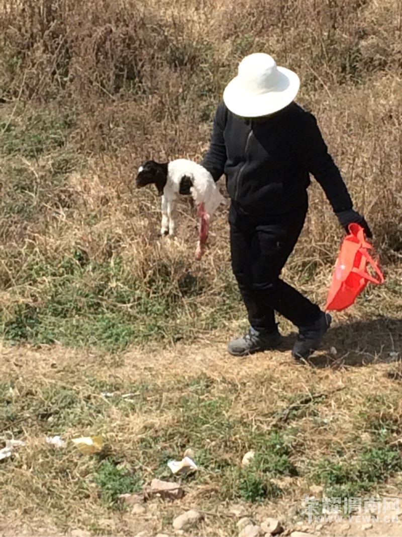 滨河大道南段一羊倌放羊时遇母羊生产,就地为母羊接生