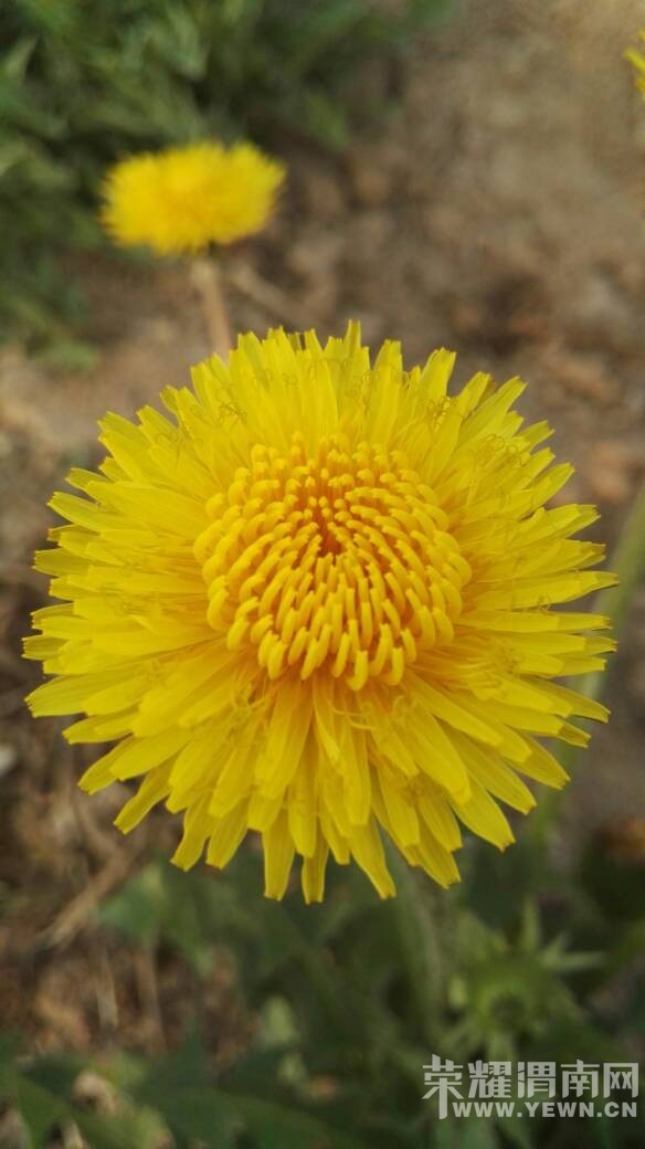 ������μ�ӱ�ȥ����������������μ��