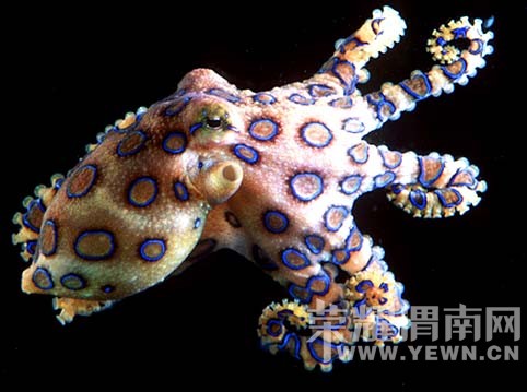 綾ϵ 䶾޿Ѫ